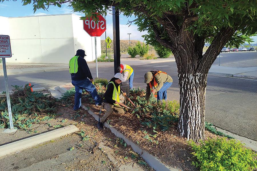 Youth Conservation Corp members work on clearing weeds.